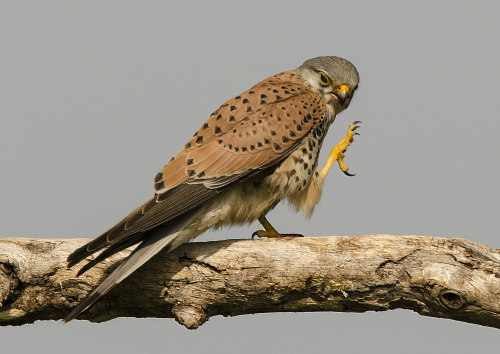 Common Kestrel (Falco tinnunculus) >>by Barry & Carole Bowden