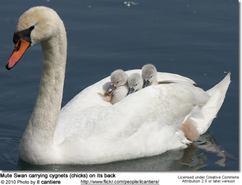 veteran-shipper:Swans carrying cygnets on their backs.I dare you tell me this is not cute