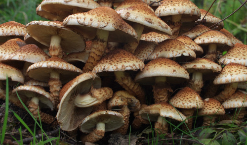 A big ash tree besieged by shaggy scalycaps - Pholiota squarrosa.