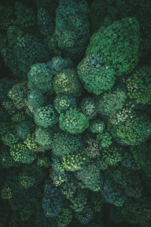 drxgonfly:Malaysian Magical Forest (by Mohd Izuddin Helmi)