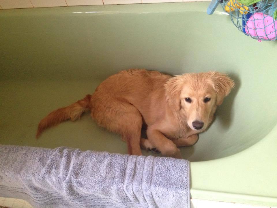 i-peed-so-hard-i-laughed:franklycats:  Belle loves water and was waiting for us to