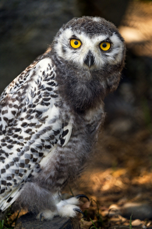 end0skeletal-undead: Juvenile Snowy Owl by Tambako The Jaguar
