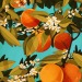 libbyframe:Drawing orange trees cause I’m missing California 