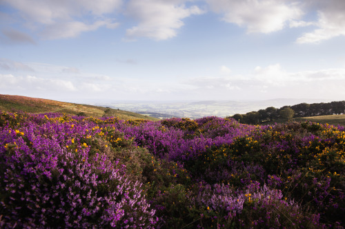 ardley: The Quantock Hills This is the most incredible time of year - the end of English Summer. The