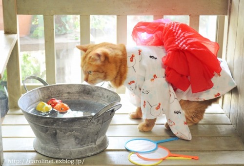 violetprince:Apelila, a gorgeous orange tabby from Tokyo, Japan, models beautiful handmade kimonos and yukatas made by her owners, Caroline and Laura. ❤