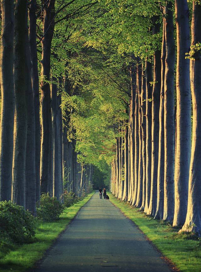 woodendreams:  (by Mathijs Delva)