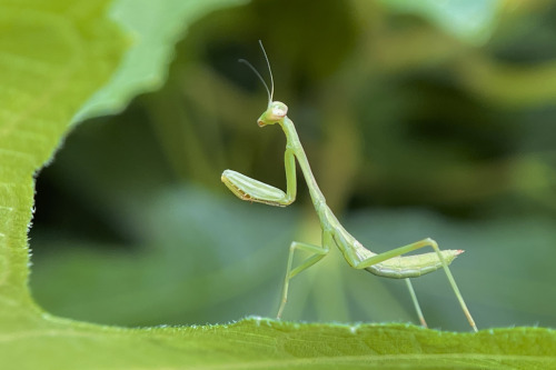 I See At Least One Cool Bug A Day, And Usually Many More, But Its Not Because I Live Anywhere Particularly