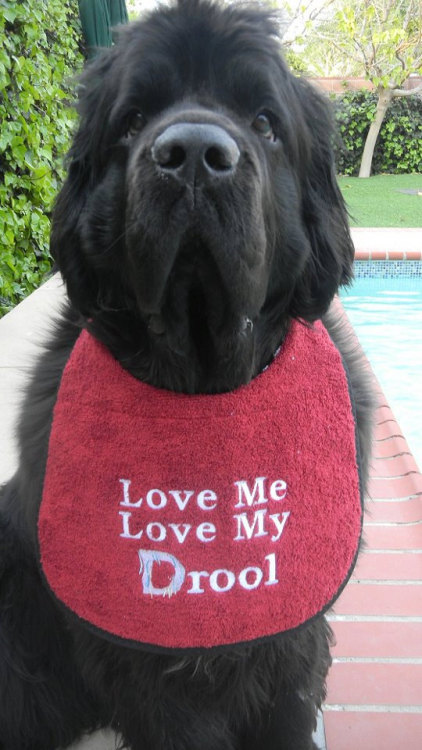 thecutestofthecute:  Newfies are really just big fluffy bears. 