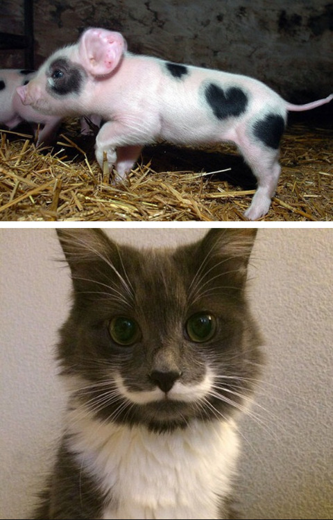 tastefullyoffensive: Animals With Unusual Fur Markings [bp]Previously: Cats Sitting Like Humans,&nbs