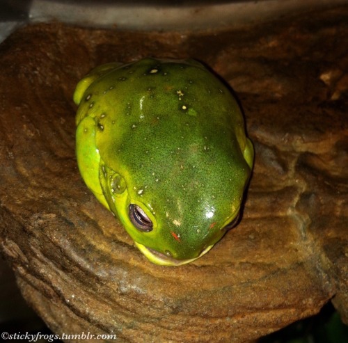 stickyfrogs: There is a Tiny Frog Blob on the ledge today!(Today is not a day for feeties)