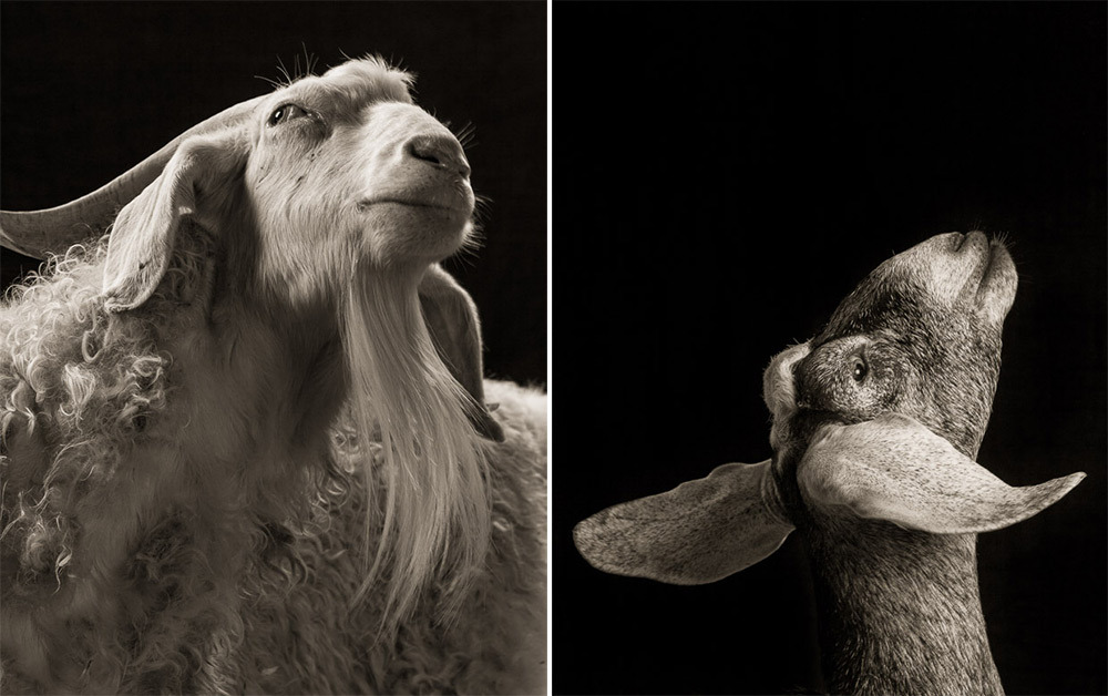 itscolossal:  Majestic Black and White Studio Portraits of Goats and Sheep by Kevin