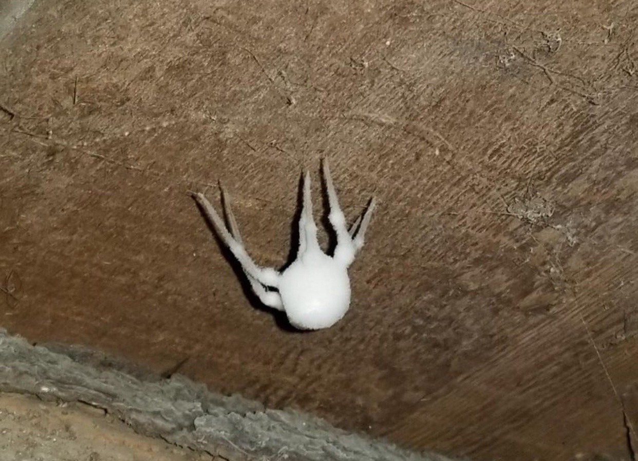 XXX frawgs:hold up stop scrolling cum spider photo