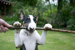 bullterrierlove:  _DSC4773 by cdean.london