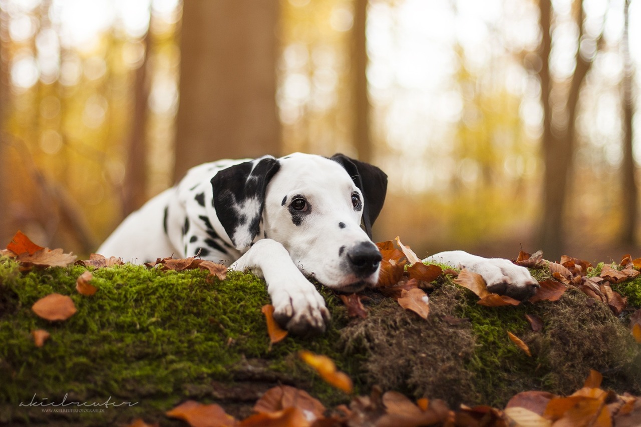 handsomedogs:   dalmatian yago   Aleksandra Kielreuter 