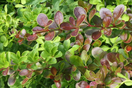 Berberis thunbergii — Japanese barberry