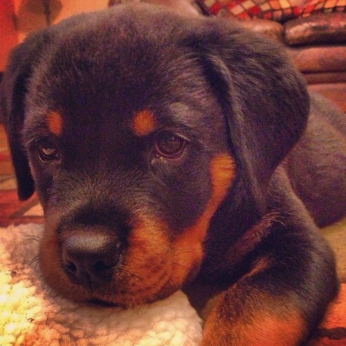 trueeeethat: Doesn’t get much cuter than that. #tbt #kato #12weeks #puppyface #rottweiler