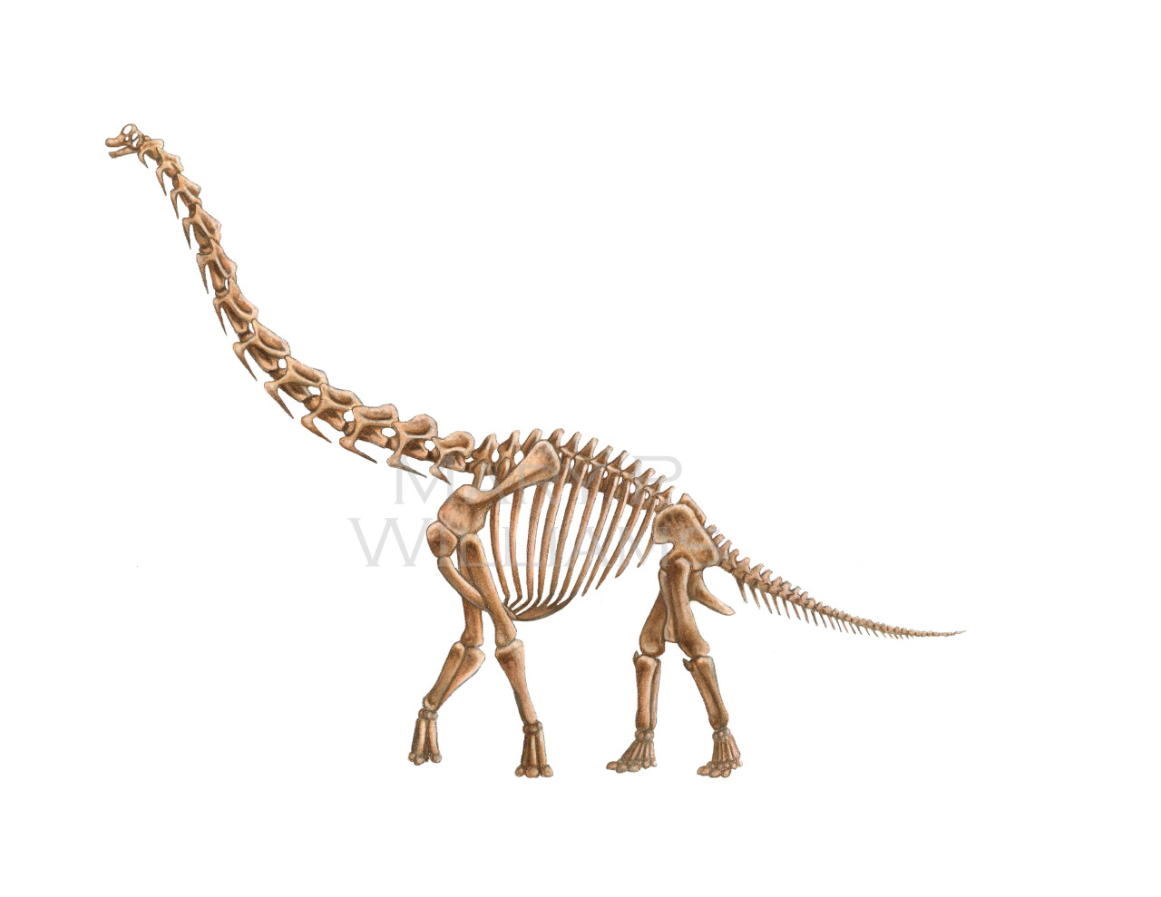 marywilliams:  My Brachiosaurus reconstructions. The musculature is based heavily