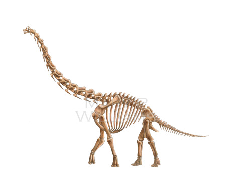 marywilliams:  My Brachiosaurus reconstructions. The musculature is based heavily off of our extant friend the giraffe. I’ll finish this series off with the skin—I’ll hopefully start and finish it today and have it up here sometime next week. :)