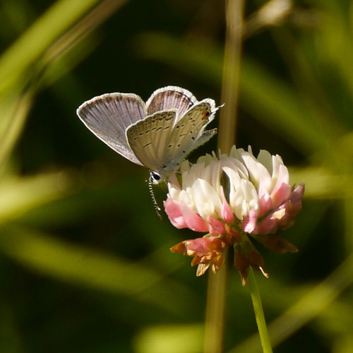 Eastern Tailed-BluePleasant Valley, 7-1-16