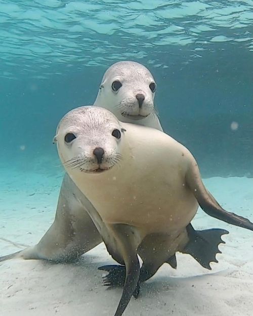 We love how the Australian Sealions we visit often pose for the camera! Taken on a recent trip to Bl