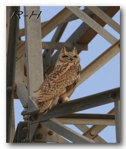 daily-owls:  Pharaoh Eagle Owl by rashed11112