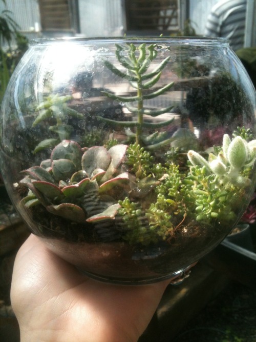 jadetheflower:I made a terrarium. it’s a very tiny world.