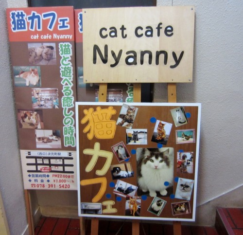 cat cafe