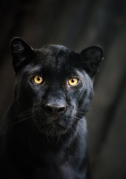 animalsarehype:  Black Beauty - Panther Portrait by ~Manu34 