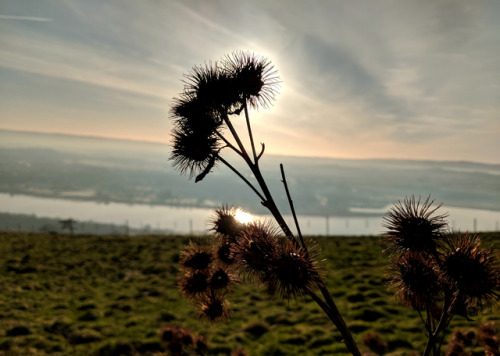 regnum-plantae:When the winter sun appears and Scotland meltsI went hill walking, but the ice flower