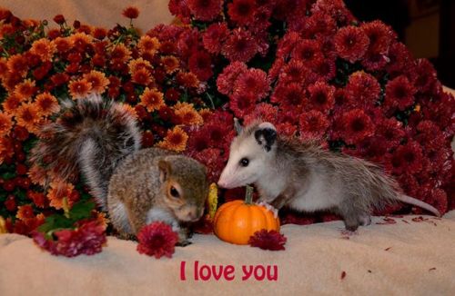 opossummypossum: Evan the opossum was found under a duck trying to keep warm. Dale the squirrel was 