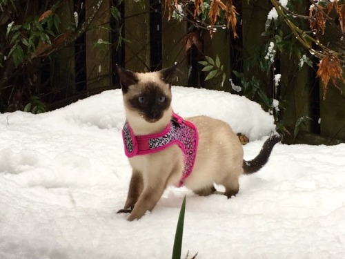 your-obedient-phantom:GUYS LOOK AT MY AUNT’S KITTY SHE’S SUCH A MODEL