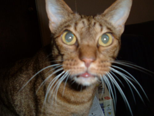 My cat Oz, RIP.  (Chocolate Ocicat). (submitted by rubylis)