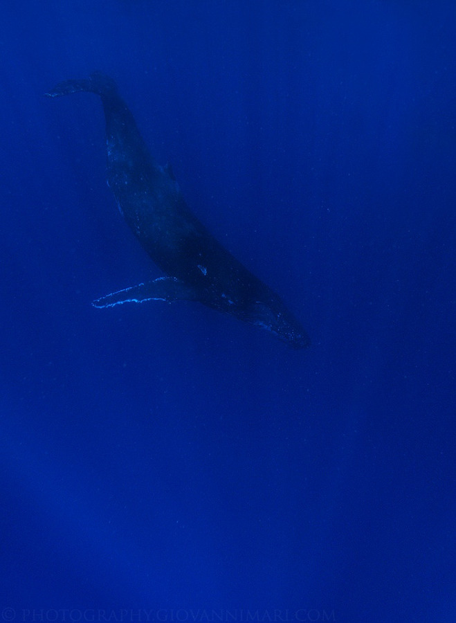 drxgonfly:  Deep (by Giovanni Mari) 