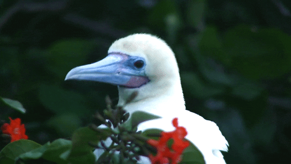 Red-footed Booby, BelizeBirds