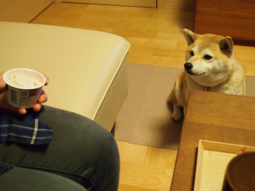 sasaq:  アイスをおねだり 柴犬マコと、 
