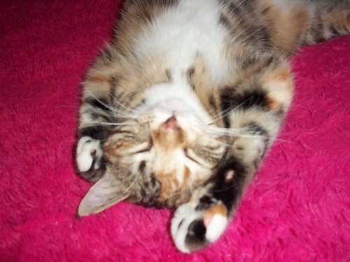 jaredletofuckmelikethedevil:I just saw it is National Tabby Day! This is my beautiful Tiger Lilly. S