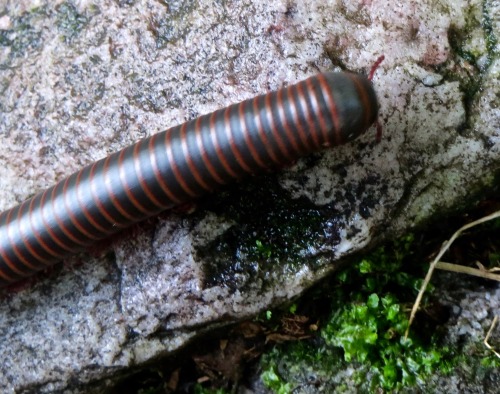 Saw one of these yesterday on the Appalachian Trail. Narceus americanus, American giant millipede. S
