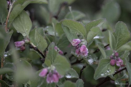 Delicate pink blossoms of Common Snowberry (Symphoricarpos albus)are bejeweled with raindrops. &copy