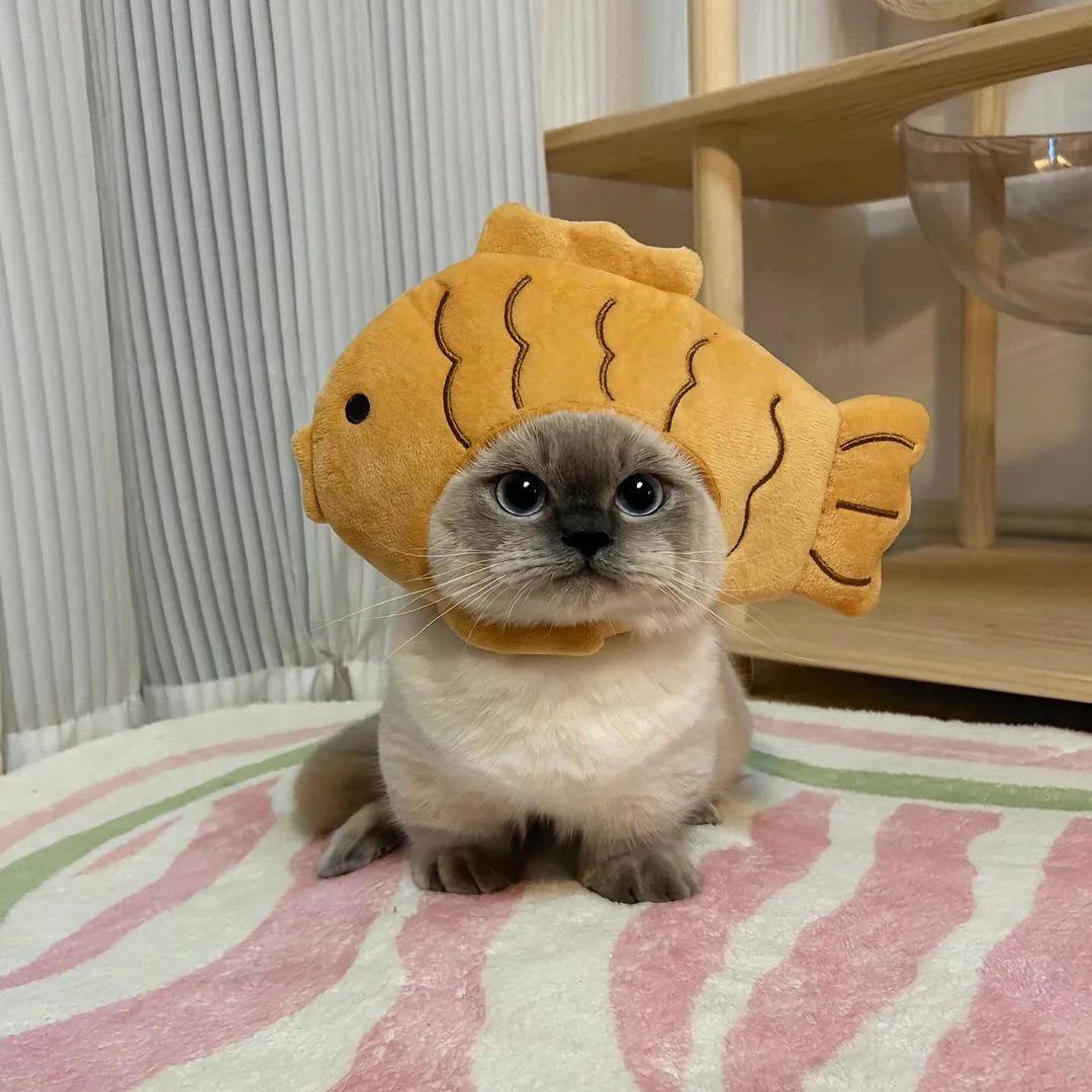 Roly poly Fish Head CUTETROPOLIS