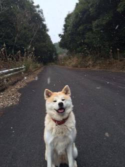 unshrink:My host family’s (from Japan) dog, everyone say hi to Aki!