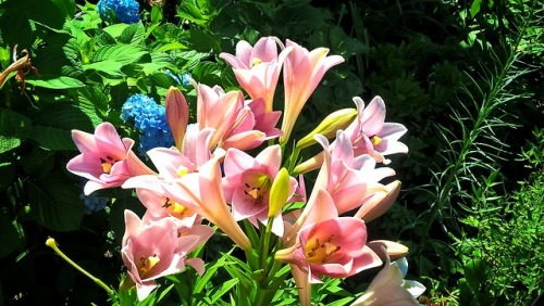 shelovesplants:Pink Trumpet Lilies Loving the sweet sunshine☀