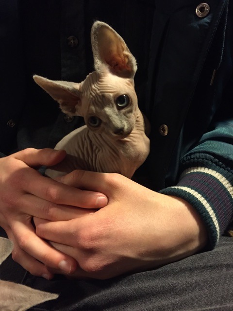 naamahdarling:queer-beyond-compare:I met my kitten Neptune today and she just curled right up in my 
