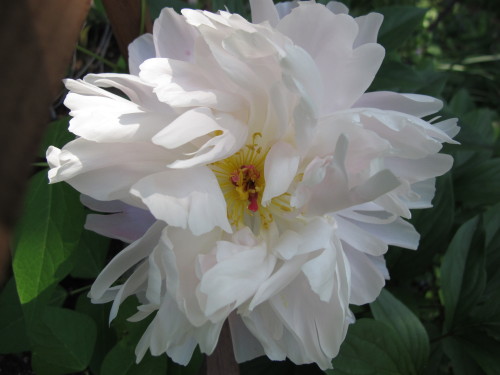 veryfinescenery: Peony 2014, pt. 1.