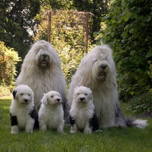 coffee-tea-and-sympathy: The everyday adventures of a couple of shaggy old English sheepdogsby Cees 