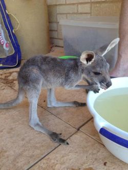 vintage-drunk:  This is my pet kangaroo Dean!