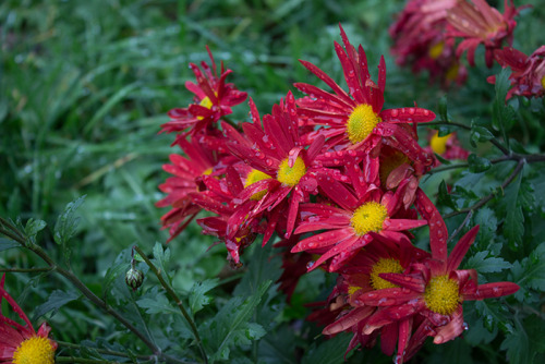 Chrysanths by the block of flats II.