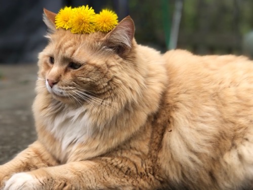 trash-mango:It’s dandelion season