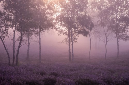 Westruper Heide, Germany by clara.tardis