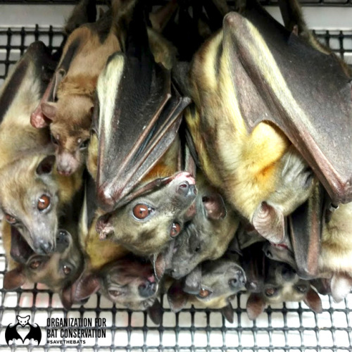 At OBC, we play “Where’s the Egyptian Fruit Bat?” instead of “Where’s 