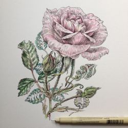noelbadgespugh:  rose ending 